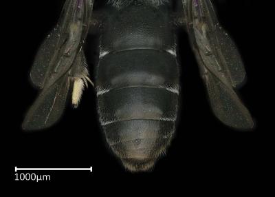 Hylaeus atriceps male abdomen