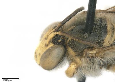 Uromonia stagei male ocelli distance overtex short