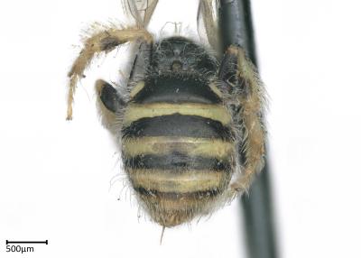 Ceylalictus halictoides  female abdomen