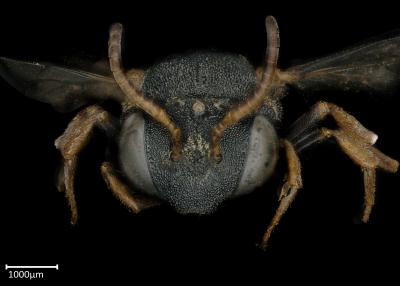 Epeolus caffer female face