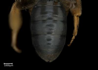 Andrena fuscosa female abdomen