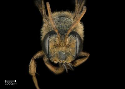 Andrena fuscosa male face