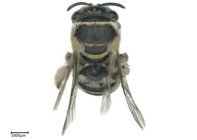 Pseudapis sp. female thorax tegula