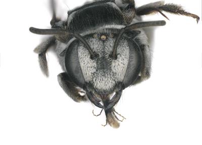 Nomia forbesii female face antennal sockets