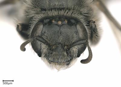 Systropha macronasuta face