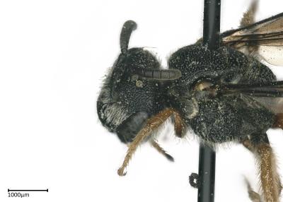 Sphecodes sp. female head and thorax