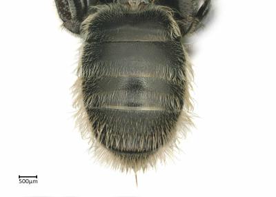 Systropha macronasuta female abdomen