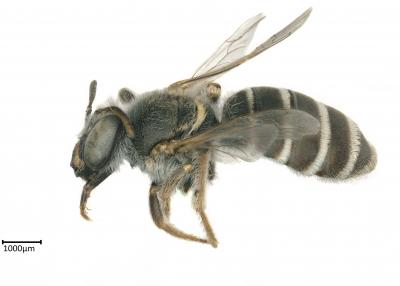 Meliturgula scriptifrons female lateral habitus