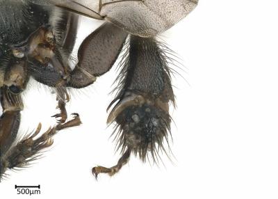 Ctenoplectra terminalis female leg