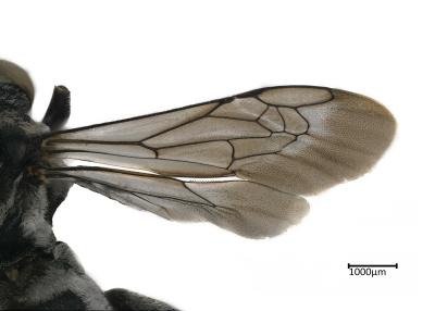 Epeolus pygmaeorum female wing