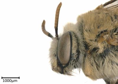 Tetraloniella sierranila female head