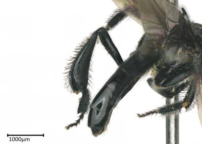 Dactylurina staudingeri female leg