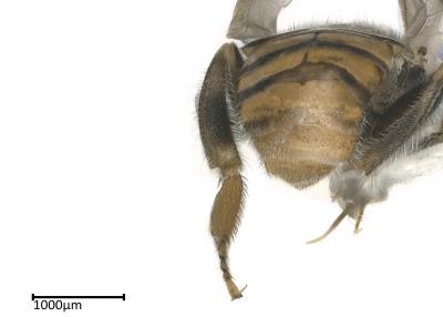 Plebeina armata female abdomen