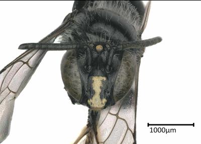 Braunsapis sp. female face