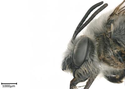 Eucera primiveris female head
