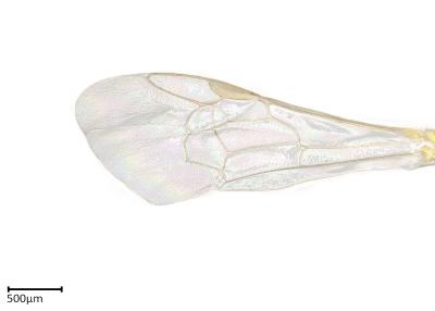 Ceylalictus sp. female wing