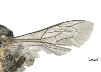 Melitta arrogans female wing