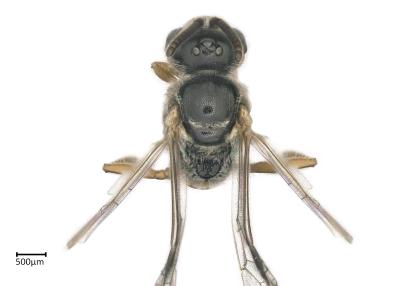 Eupetersia sp. female head and thorax