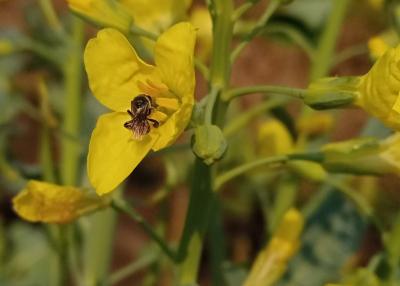 Meliponula ferrunginea foraging on kale