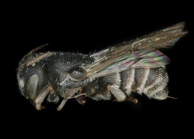 Afrostelis aethiopica female lateral habitus