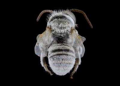 Haetosmia circumventa male abdomen