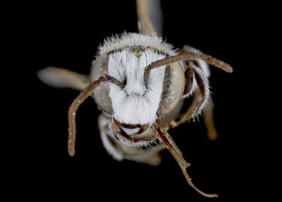 Haetosmia circumventa male face