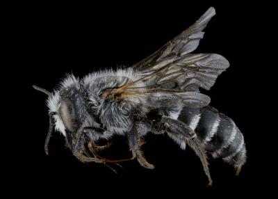 Wainia eremoplana male lateral habitus