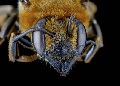 Gronoceras africanibia female face