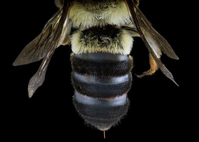 Gronoceras africanibia female abdomen