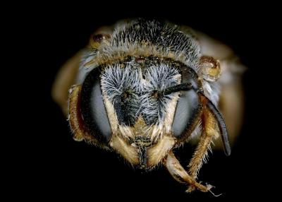 Cyphanthidium intermedium female face