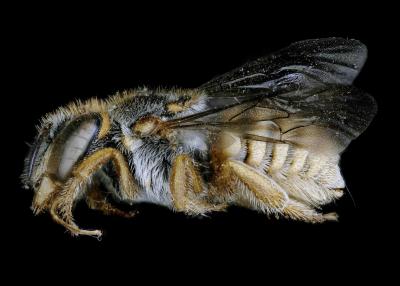 Cyphanthidium intermedium female lateral habitus