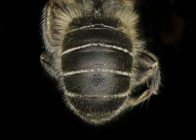 Hoplitis anthocopoides male abdomen