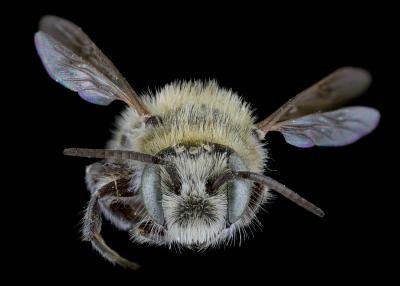 Hoplitis anthocopoides male face