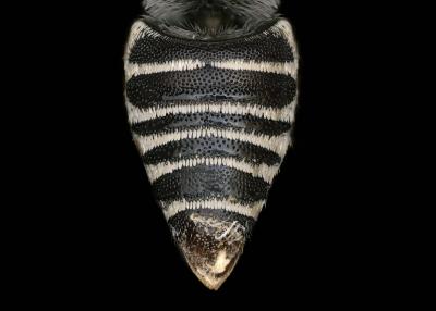 Coelioxys coturnix female abdomen