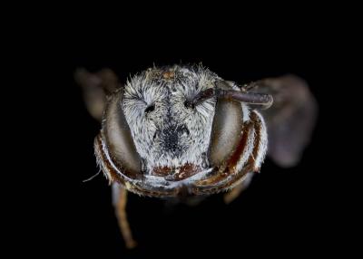 Coelioxys coturnix female face