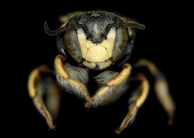 Anthidiellum notatum male face