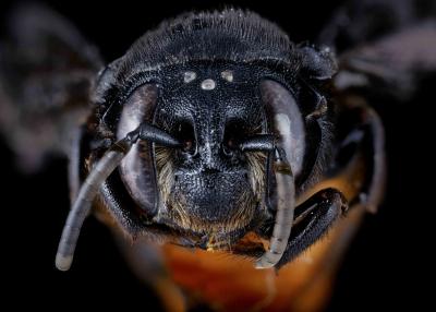 Euaspis abdominalis female face