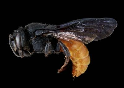 Euaspis abdominalis female lateral habitus