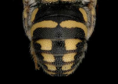 Anthidiellum notatum robersoni male abdomen