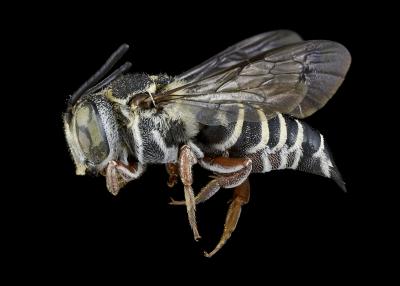 Coelioxys novomexicana female lateral habitus