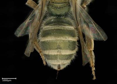 Halictus jucundus female abdomen