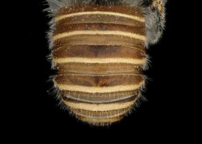 Afranthidium karooense male abdomen