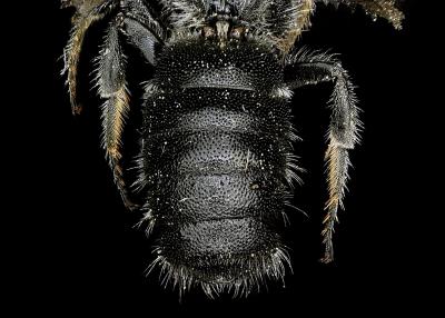 Othinosmia globicola male abdomen