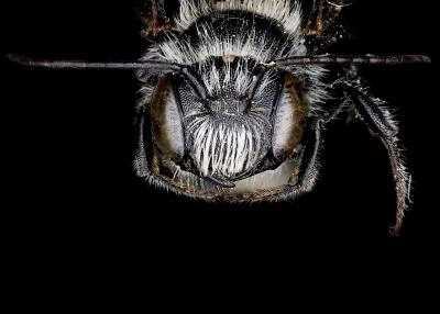 Othinosmia globicola male face