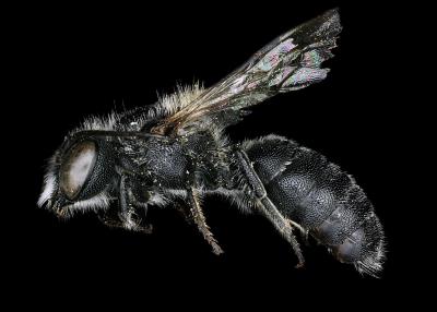 Othinosmia globicola male lateral habitus