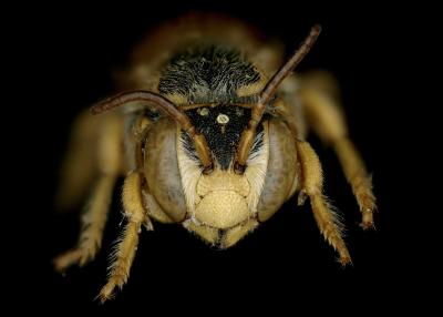 Eoanthidium turnericum male face