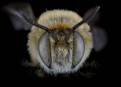 Lithurgus chysurus male face