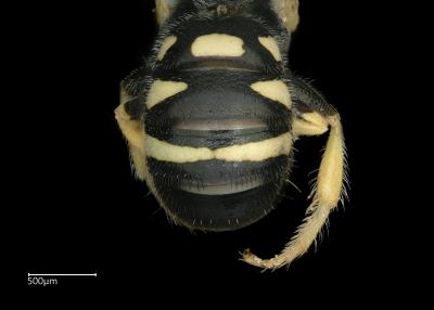 Cellariella somalica male abdomen