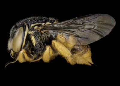 Pachyanthidium katangense female lateral habitus