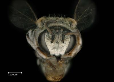 Pseudapis riftensis male face